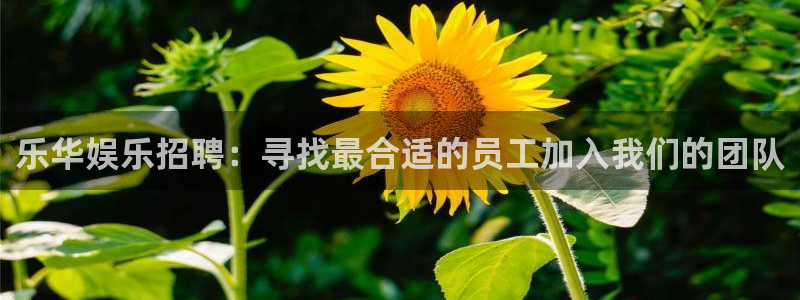 jjb竞技宝入口